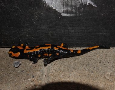 dsc01962_feuersalamander.jpg