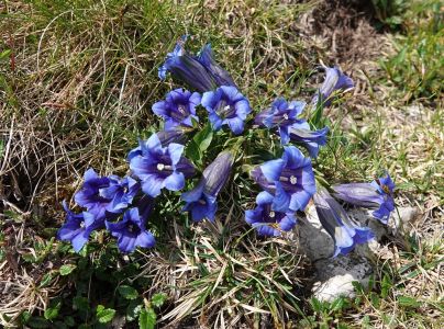dsc01978_kurzstiliger_enzian_gentiana_clusii.jpg