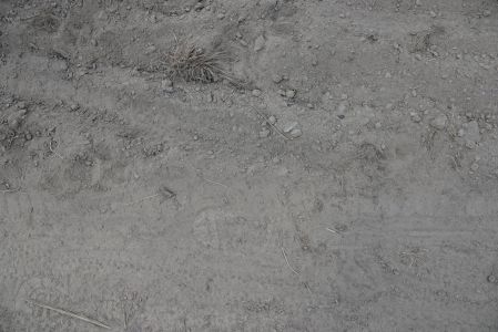 dsc02304_frische_wolfsspur_im_staub.jpg