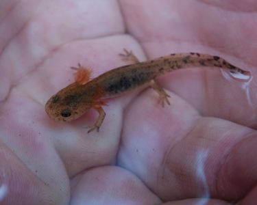 dsc02343_feuersalamander_larve.jpg