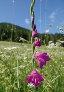 dsc02405_dachziegeliger_siegwurz_gladiolus_imbrikatus.jpg