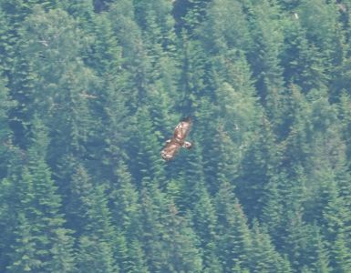dsc02463_steinadler.jpg