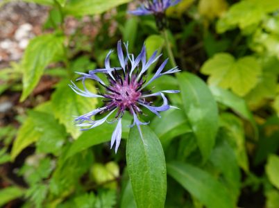 dsc02516_trumphetys_flockenblume.jpg