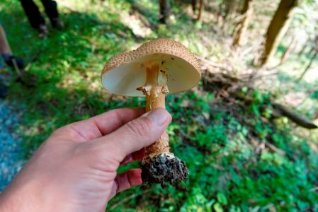 _dsc3392_spitzschuppiger_stachelschirmling_lepiota_aspera.jpg
