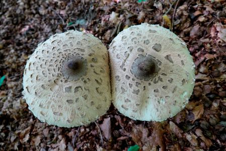 _dsc3394_parasolpilz.jpg