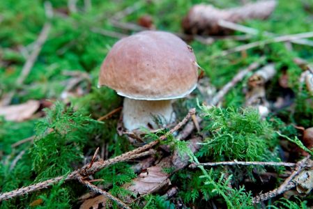 _dsc3441_steinpilz.jpg