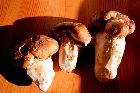_dsc3597_doppelring_trichterling_catathelasma_imperiale.jpg