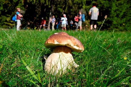 _dsc3673_steinpilz.jpg