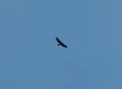 _dsc3745_steinadler.jpg