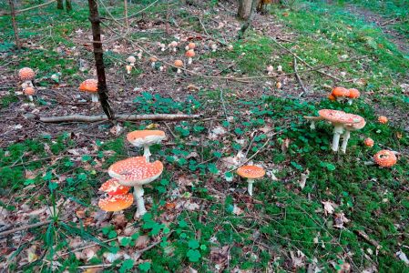 _dsc3763_fliegenpilz.jpg