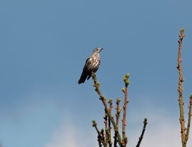 _dsc3770_misteldrossel.jpg