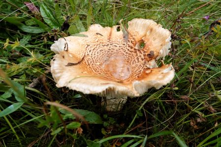 _dsc4192_doppelring_trichterling_catathelasma_imperiale.jpg