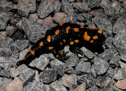 _dsc4214_feuersalamander.jpg