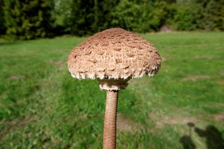 _dsc4249_parasolpilz.jpg
