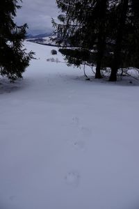 _dsc4959_wolfsspur.jpg