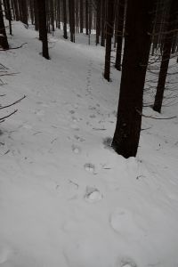 _dsc5039_wolfsspur.jpg