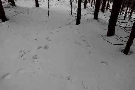 _dsc5040_wolfsspur.jpg
