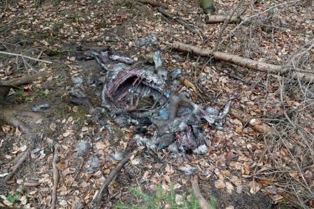 _dsc5314_wolfsrissreste_von_einer_hirschkuh.jpg