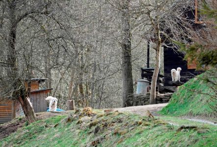 _dsc5345_slovensky_cuvac.jpg
