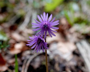 _dsc5627_karpaten_trodellblume.jpg