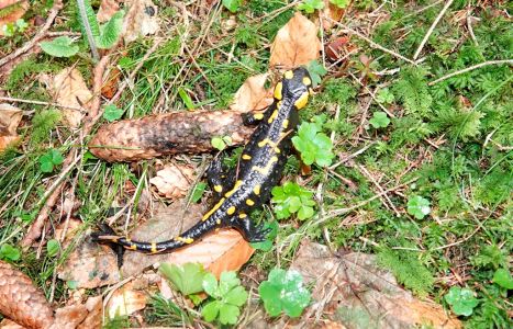 _dsc5652_feuer_salamander.jpg