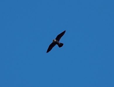 _dsc5691_wanderfalke.jpg