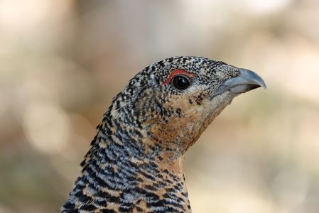 _dsc5850_weibchen_vom_auerhahn.jpg