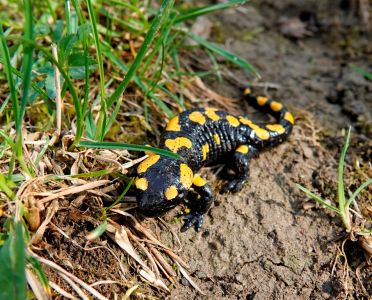 _dsc5860_feuer_salamander.jpg
