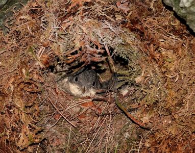 _dsc6428_junge_wasseramsel_im_nest.jpg