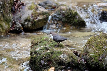 _dsc6438_wasseramsel.jpg