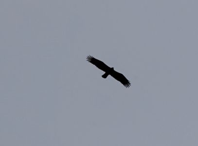 _dsc6508_steinadler.jpg