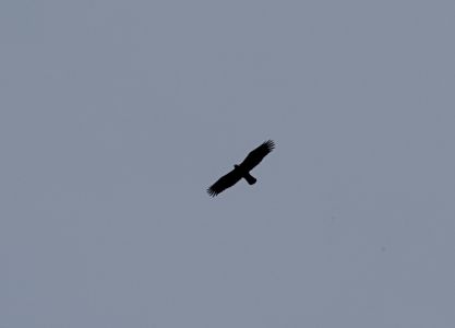 _dsc6515_steinadler.jpg