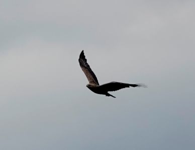 _dsc6552_schreiadler.jpg