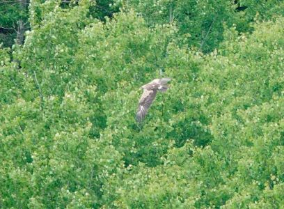 _dsc6560_schreiadler.jpg