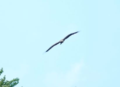 _dsc6564_schreiadler.jpg