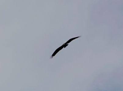 _dsc6571_schreiadler.jpg