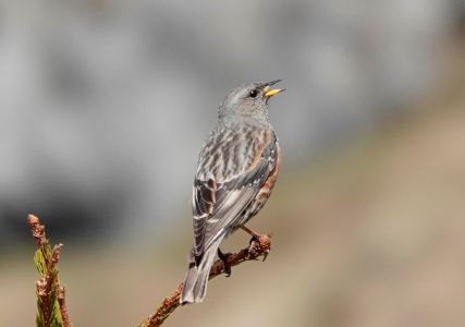 _dsc6669_alpenbraunelle.jpg