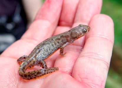 _dsc7412_karpatenmolch_triturus_montandoni.jpg