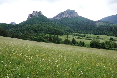 _dsc7501_bergwiese_ber_unsere_pension.jpg