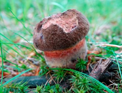 _dsc7577_flockenstilliger_hexenr_hrling.jpg