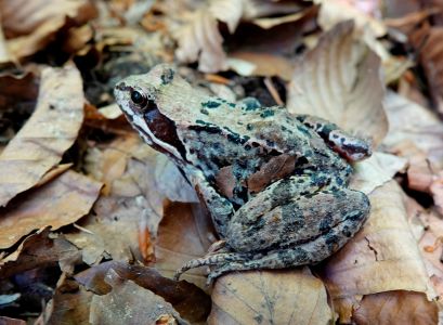_dsc7829_grasfrosch.jpg
