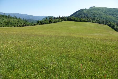 _dsc7860_bergwiese.jpg
