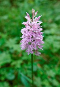 _dsc7898_fuchses_knabenkraut.jpg