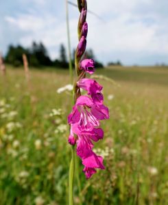 _dsc8287_dachziegeliger_siegwurz_gladiolus_imbrikatus.jpg