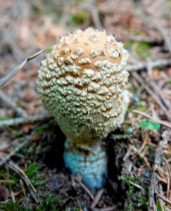 _dsc8323k_nigs_fliegenpilz.jpg