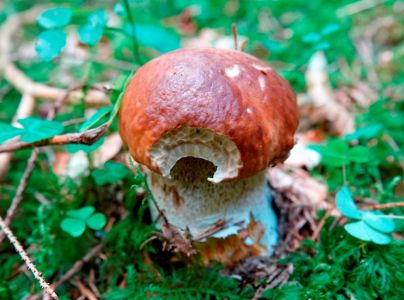 _dsc8696_steinpilz.jpg