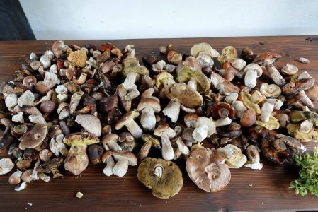 _dsc8724_pilzbeute.jpg