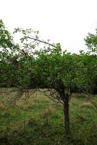 _dsc8778_b_renschaden_an_obstb_umen.jpg