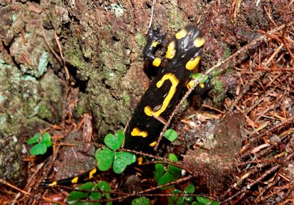 _dsc8980_feursalamander.jpg