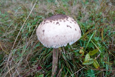 _dsc9259_parasolpilz.jpg
